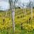 2025 04 14l merignat poncieux vieillard chaux 2