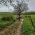 2025 04 24j chamagnat coiron eglise st alban99999993