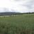2025 06 05j ambronay douvres merland 1